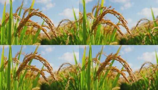 阳光下稻田稻穗在风中摇摆高清在线视频素材下载