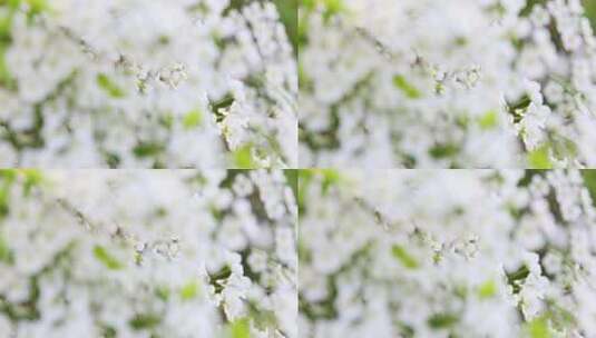 春天白色小花珍珠绣线菊花特写高清在线视频素材下载