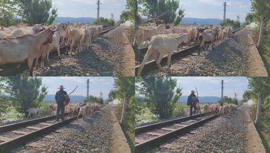 云南建水小火车米轨铁路上放羊的羊群高清在线视频素材下载