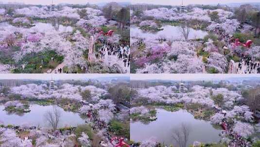 航拍武汉东湖樱花园樱花盛开高清在线视频素材下载