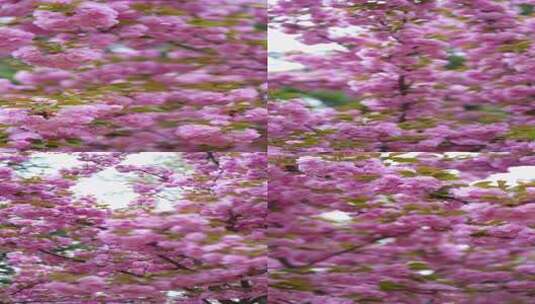 4K植物素材——樱花高清在线视频素材下载