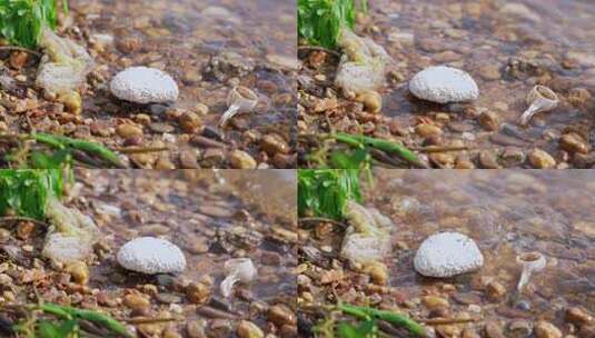 白色垃圾废弃泡沫河水污染环境保护高清在线视频素材下载