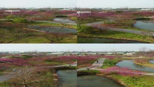 上海花开海上生态园梅花盛开高清在线视频素材下载