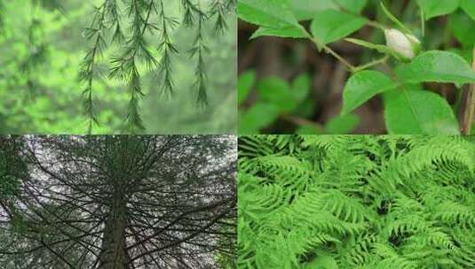 露水 清晨的露水风吹树叶绿色生态4k高清在线视频素材下载