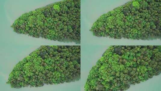 4k珠海斗门水松林森林资源防风固沙航拍高清在线视频素材下载