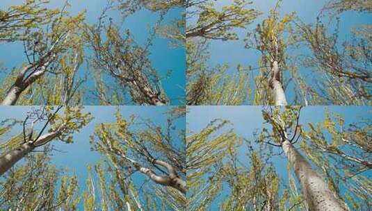 林场春天-北方的树木高清在线视频素材下载