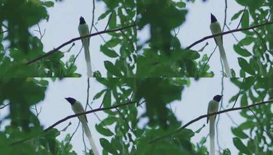Z 4K 董寨自然保护区 白寿带 野生鸟类高清在线视频素材下载