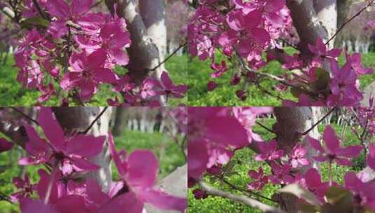 春天森林公园海棠花盛放唯美清新蜜蜂采蜜高清在线视频素材下载