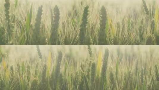 芒种麦田收割小麦高清在线视频素材下载