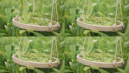 茶叶掉入竹编提篮中升格慢镜头高清在线视频素材下载