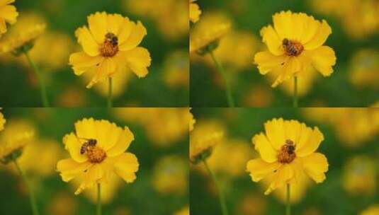 春天野外黄色花朵上一直蜜蜂在采蜜高清在线视频素材下载