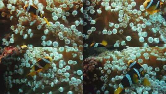 小丑鱼在海底海葵中游来游去高清在线视频素材下载