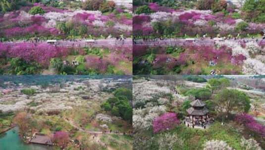 杭州超山十里梅花香雪海高清在线视频素材下载