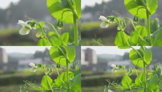 豌豆开花绿苗高清在线视频素材下载
