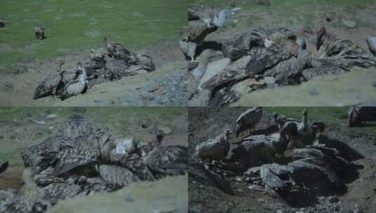 A1一群高山兀鹫抢食、野生动物高清在线视频素材下载
