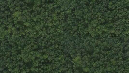 航拍森林  森林  湿地  公园航拍高清在线视频素材下载