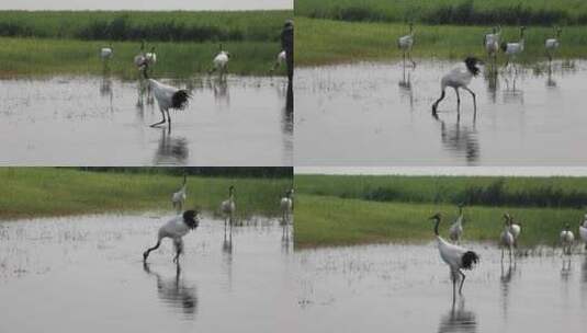 齐齐哈尔扎龙湿地自然保护区中的丹顶鹤高清在线视频素材下载