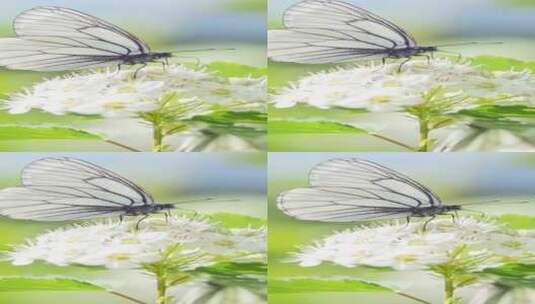 竖屏、野花上的野生蝴蝶高清在线视频素材下载