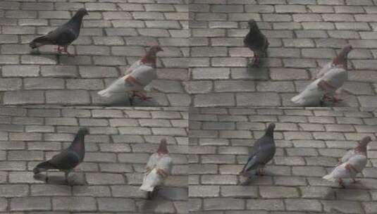 中央大街面包石上的鸽子高清在线视频素材下载