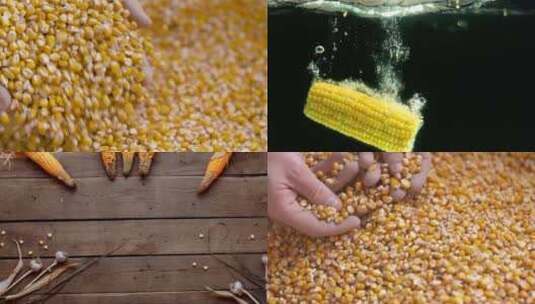 【合集】玉米丰收收获加工高清在线视频素材下载