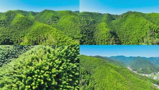 竹海森林 自然风景合集高清在线视频素材下载