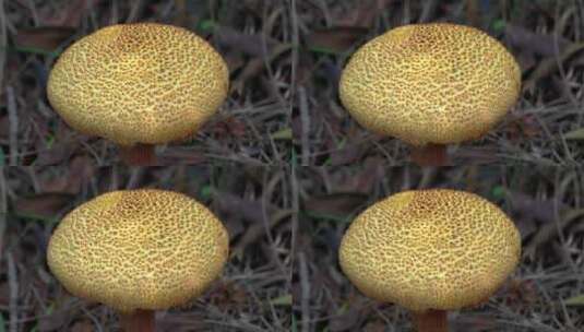 夏日微距昆虫植物拍摄高清在线视频素材下载