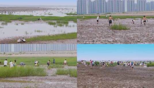 海边挖海鲜高清在线视频素材下载