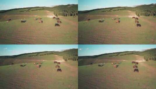 伊犁大草原吃草的马高清在线视频素材下载