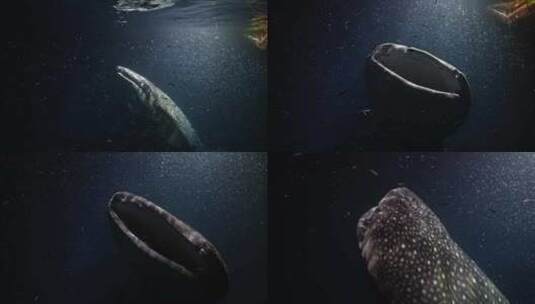 水底拍摄鲸鲨高清在线视频素材下载