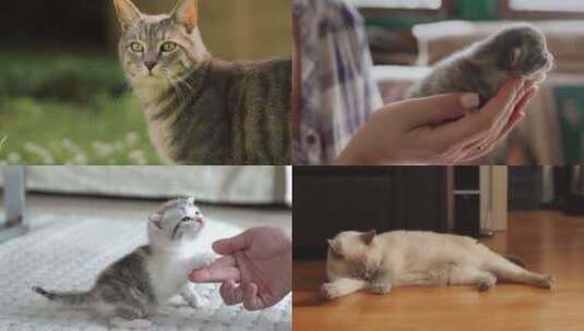 【合集】猫 小猫 猫玩耍 可爱小猫高清在线视频素材下载