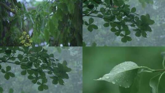 4K-雨水滴落在植物的叶子上高清在线视频素材下载