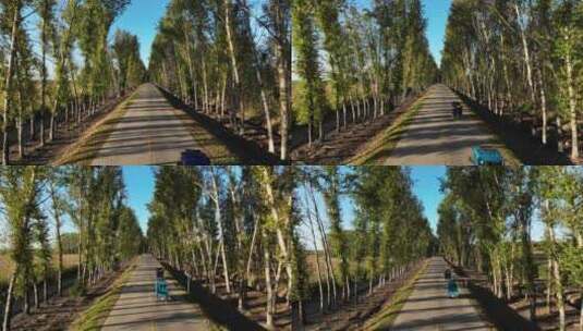 两边是白桦树的乡村道路航拍高清在线视频素材下载