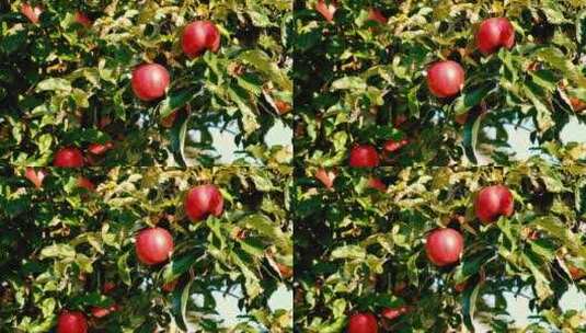 红苹果挂在枝头高清在线视频素材下载