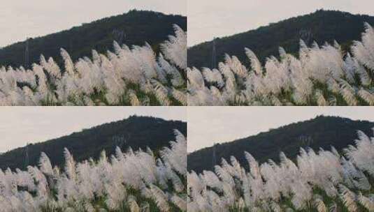唯美白色芦苇花随风飘摇高清在线视频素材下载