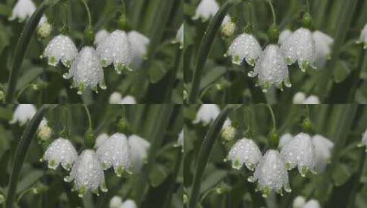叶子上的水滴 雨中植物 雨点落在绿色植物上高清在线视频素材下载