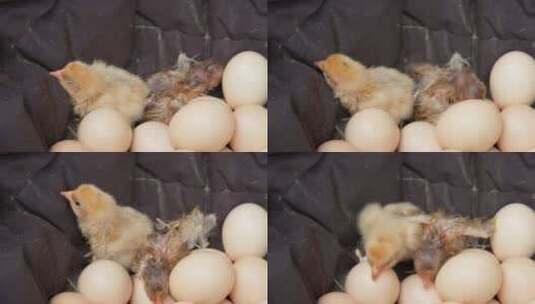 鸡苗破壳小鸡仔孵化出生鸡蛋高清在线视频素材下载