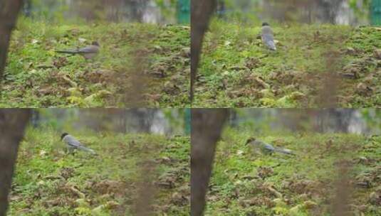 湿地公园的鸟高清在线视频素材下载