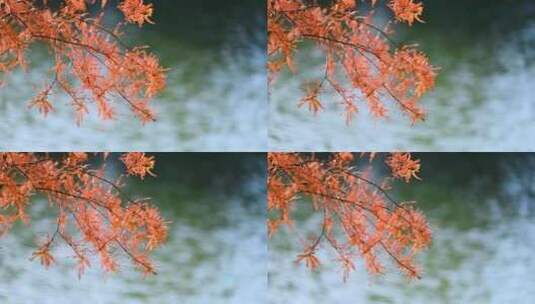 枫叶红林风景飘落视频飞舞随摇水面上逆光高清在线视频素材下载