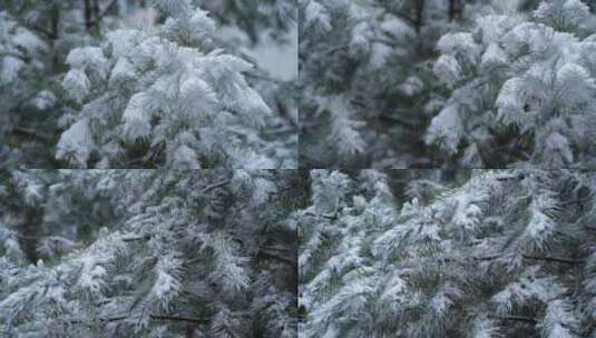松树上的积雪高清在线视频素材下载