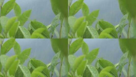 茶园茶叶种植绿茶高清在线视频素材下载
