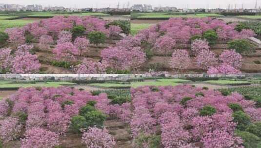 中国广东省广东省广州市南沙马克村紫花风铃高清在线视频素材下载