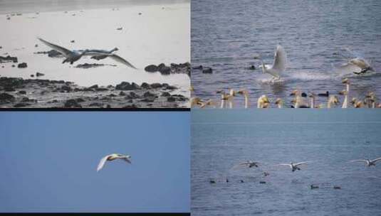 白天鹅 天鹅湖 天鹅起飞 天鹅降落高清在线视频素材下载