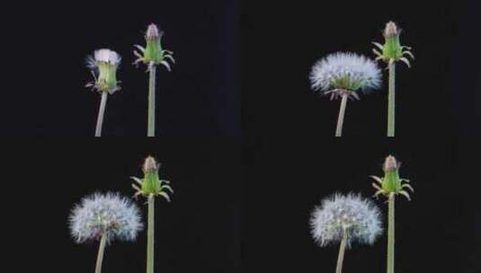 蒲公英白色冠毛绒球头状花序种子成熟展开高清在线视频素材下载