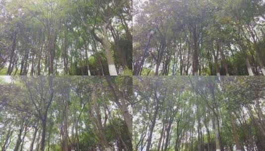森林公园树林植物唯美空镜头高清在线视频素材下载