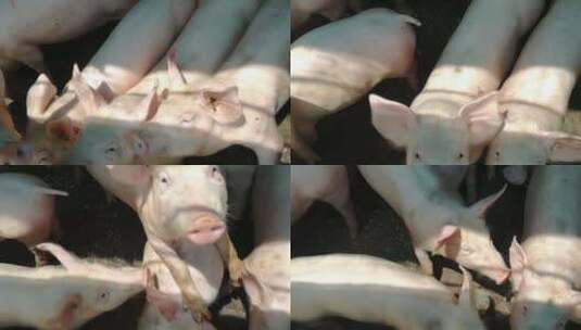 养猪 家猪 家畜  养殖高清在线视频素材下载