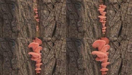 在老树皮上生长的粉红色牡蛎蘑菇的时间推移高清在线视频素材下载