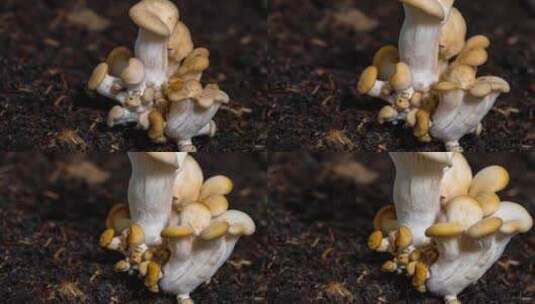 蘑菇 石头菌 石头菇生长延时摄影高清在线视频素材下载