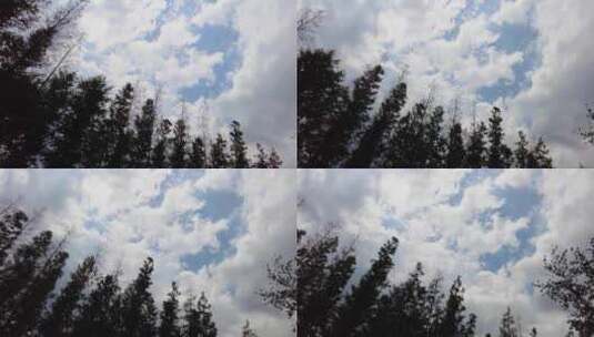 傍晚茂密的树林树枝和云朵高清在线视频素材下载