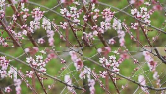 春天盛开的粉色桃花花朵特写升格慢镜高清在线视频素材下载