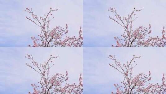 春天盛开的粉色桃花碧桃花朵特写高清在线视频素材下载